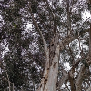 Eucalyptus globulus subsp. bicostata at Watson, ACT - 4 Jun 2023