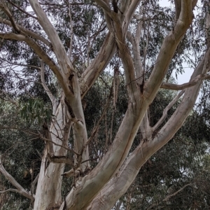 Eucalyptus globulus subsp. bicostata at Watson, ACT - 4 Jun 2023 03:00 PM