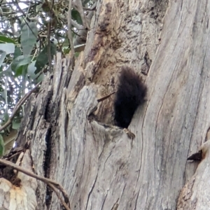 Eucalyptus globulus subsp. bicostata at Watson, ACT - 4 Jun 2023