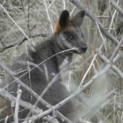 Wallabia bicolor (Swamp Wallaby) at Molonglo Valley, ACT - 4 Jun 2023 by SteveBorkowskis