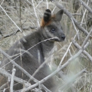 Wallabia bicolor at Molonglo Valley, ACT - 4 Jun 2023
