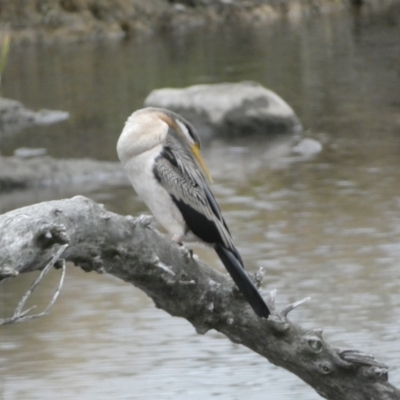 Anhinga novaehollandiae (Australasian Darter) at Molonglo Valley, ACT - 4 Jun 2023 by SteveBorkowskis
