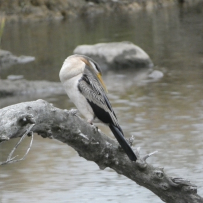 Anhinga novaehollandiae (Australasian Darter) at Molonglo River Reserve - 4 Jun 2023 by Steve_Bok