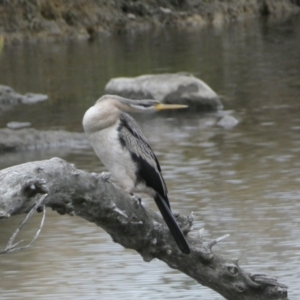 Anhinga novaehollandiae at Molonglo Valley, ACT - 4 Jun 2023