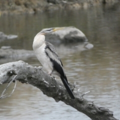 Anhinga novaehollandiae at Molonglo Valley, ACT - 4 Jun 2023