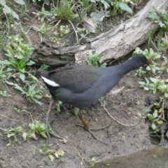 Gallinula tenebrosa (Dusky Moorhen) at Molonglo Valley, ACT - 4 Jun 2023 by Steve_Bok