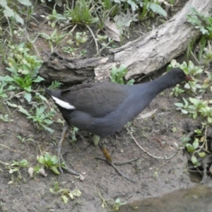 Gallinula tenebrosa at Molonglo Valley, ACT - 4 Jun 2023 03:47 PM