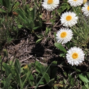 Plantago varia at Dry Plain, NSW - 15 Nov 2020