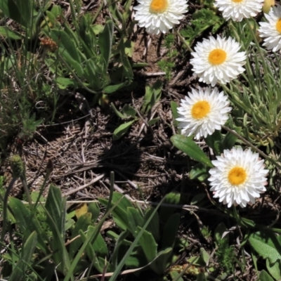 Plantago varia (Native Plaintain) at Dry Plain, NSW - 15 Nov 2020 by AndyRoo