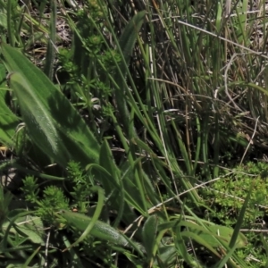 Plantago varia at Dry Plain, NSW - 15 Nov 2020