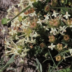 Pimelea glauca at Dry Plain, NSW - 15 Nov 2020 11:29 AM