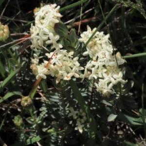 Pimelea glauca at Dry Plain, NSW - 15 Nov 2020 11:29 AM