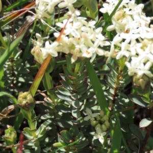 Pimelea glauca at Dry Plain, NSW - 15 Nov 2020 11:29 AM