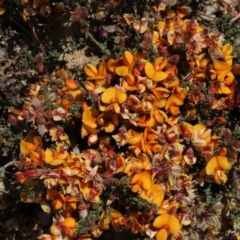 Mirbelia oxylobioides at Dry Plain, NSW - 15 Nov 2020
