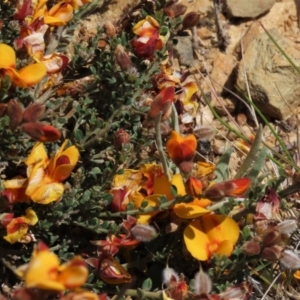 Mirbelia oxylobioides at Dry Plain, NSW - 15 Nov 2020