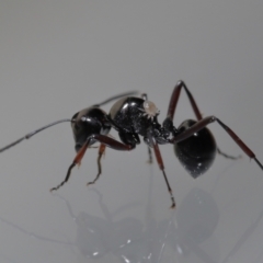 Unidentified Mite and Tick (Acarina) at Wellington Point, QLD - 4 Jun 2023 by TimL