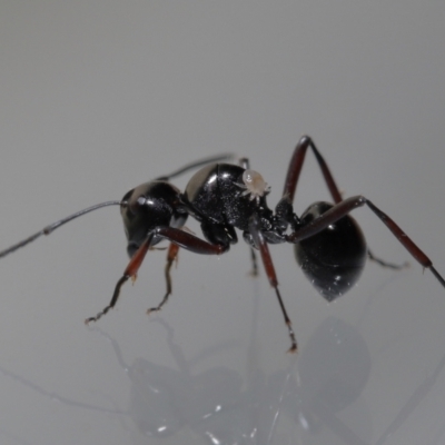 Macrodinychus sp. (genus) at Wellington Point, QLD - 4 Jun 2023 by TimL