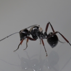 Unidentified Ant (Hymenoptera, Formicidae) at Wellington Point, QLD - 4 Jun 2023 by TimL