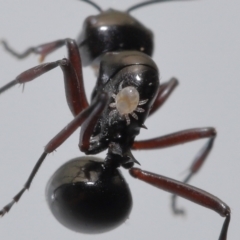 Unidentified Mite and Tick (Acarina) at Wellington Point, QLD - 4 Jun 2023 by TimL