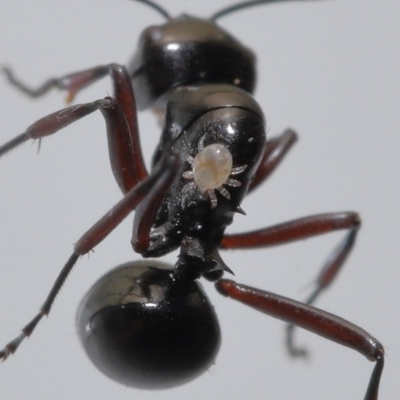 Rainbowia sp. (genus) at Wellington Point, QLD - 4 Jun 2023 by TimL