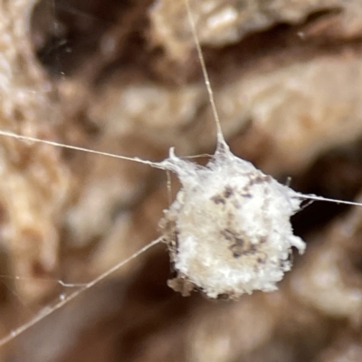 Unidentified Orb-weaving spider (several families) at Nicholls, ACT - 4 Jun 2023 by Hejor1