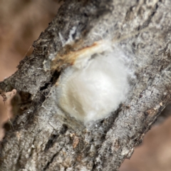 Unidentified Orb-weaving spider (several families) at Nicholls, ACT - 4 Jun 2023 by Hejor1