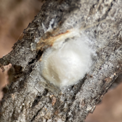 Unidentified Orb-weaving spider (several families) at Nicholls, ACT - 4 Jun 2023 by Hejor1