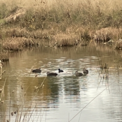 Anas superciliosa (Pacific Black Duck) at Gungahlin Pond - 4 Jun 2023 by Hejor1