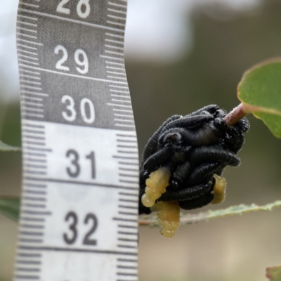 Perginae sp. (subfamily) (Unidentified pergine sawfly) at Nicholls, ACT - 4 Jun 2023 by Hejor1
