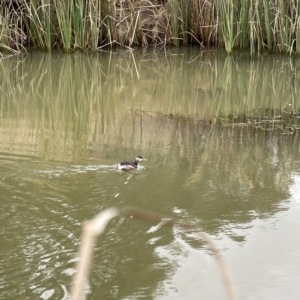 Tachybaptus novaehollandiae at Nicholls, ACT - 4 Jun 2023