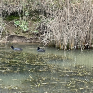 Fulica atra at Nicholls, ACT - 4 Jun 2023 02:01 PM