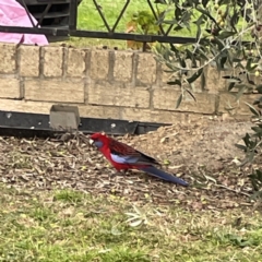 Platycercus elegans (Crimson Rosella) at Nicholls, ACT - 4 Jun 2023 by Hejor1