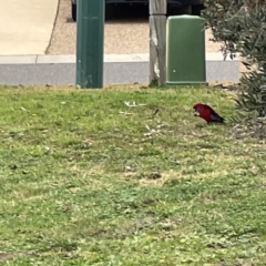 Platycercus elegans at Nicholls, ACT - 4 Jun 2023