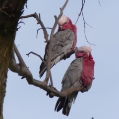 Eolophus roseicapilla (Galah) at Braemar, NSW - 8 May 2023 by Curiosity