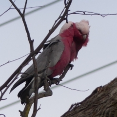 Eolophus roseicapilla at Braemar, NSW - 8 May 2023