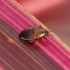 Monteithiella humeralis (Pittosporum shield bug) at Braemar - 11 May 2023 by Curiosity