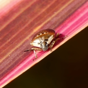 Monteithiella humeralis at Braemar, NSW - 11 May 2023