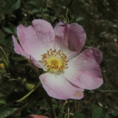 Rosa rubiginosa (Sweet Briar, Eglantine) at Macgregor, ACT - 25 Nov 2022 by MichaelBedingfield