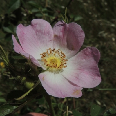 Rosa rubiginosa (Sweet Briar, Eglantine) at Jarramlee-West MacGregor Grasslands - 25 Nov 2022 by michaelb