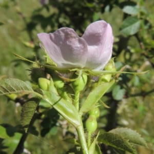 Rosa rubiginosa at Macgregor, ACT - 25 Nov 2022