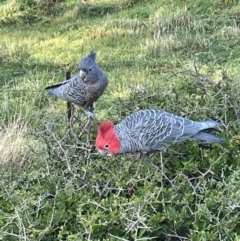 Callocephalon fimbriatum (Gang-gang Cockatoo) at Red Hill, ACT - 3 Jun 2023 by PeterA