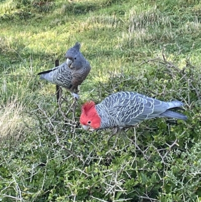 Callocephalon fimbriatum (Gang-gang Cockatoo) at Red Hill, ACT - 4 Jun 2023 by PeterA