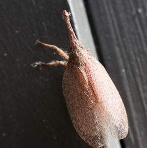 Rentinus dilatatus at Cook, ACT - suppressed