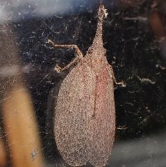 Rentinus dilatatus at Cook, ACT - suppressed