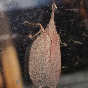 Rentinus dilatatus at Cook, ACT - suppressed