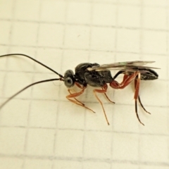 Megastylus sp. (genus) (Ichneumonid wasp) at Cook, ACT - 27 May 2023 by CathB