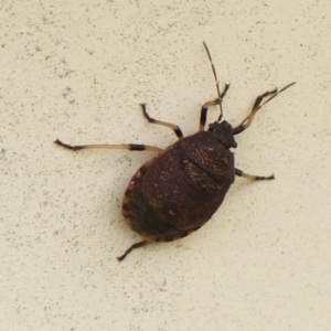 Platycoris rotundatus at Braemar, NSW - 8 May 2023