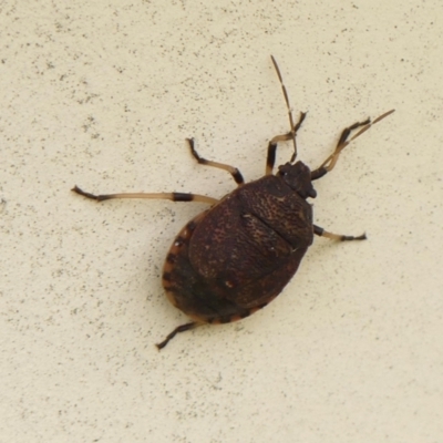 Platycoris rotundatus (A shield bug) at Wingecarribee Local Government Area - 8 May 2023 by Curiosity