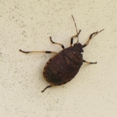 Platycoris rotundatus (A shield bug) at Braemar, NSW - 8 May 2023 by Curiosity