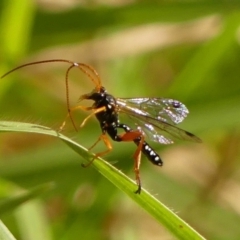Echthromorpha intricatoria (Cream-spotted Ichneumon) at Braemar, NSW - 18 May 2023 by Curiosity
